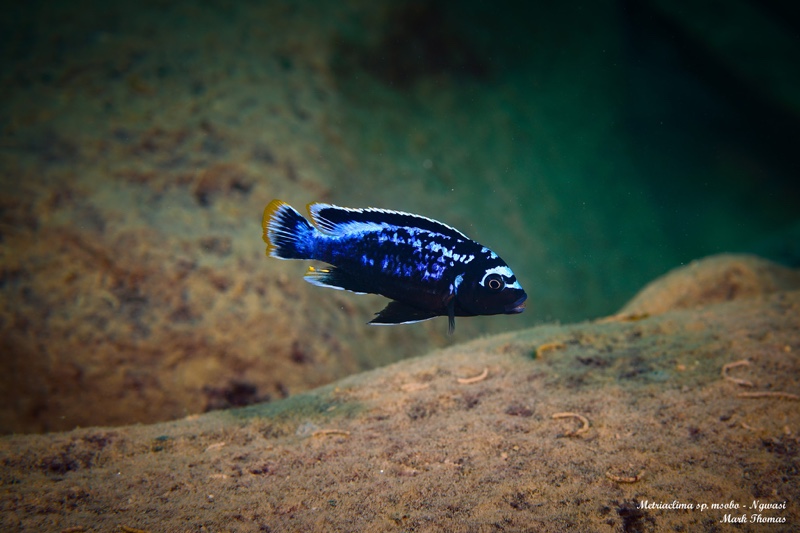 Maylandia sp. 'msobo' Ngwasi